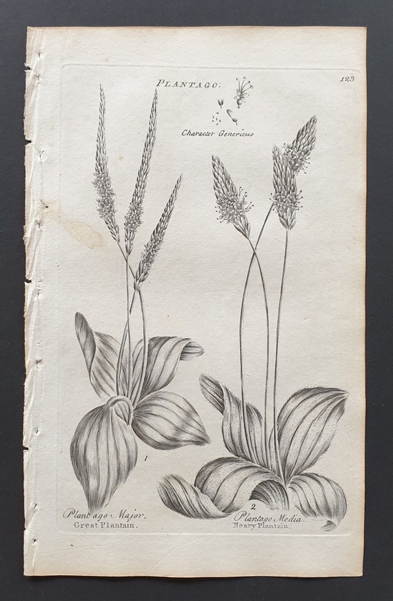 Great and Hoary Plantain - Original 1802 Culpeper engraving (123)