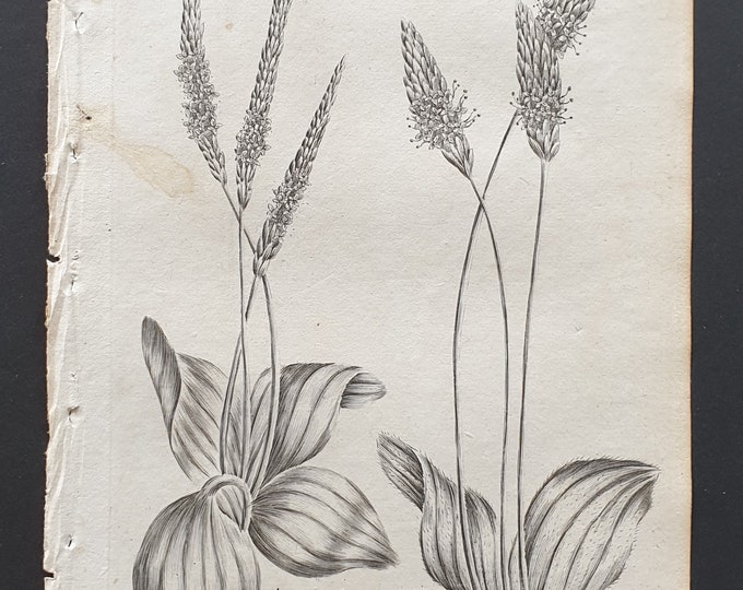 Great and Hoary Plantain - Original 1802 Culpeper engraving (123)