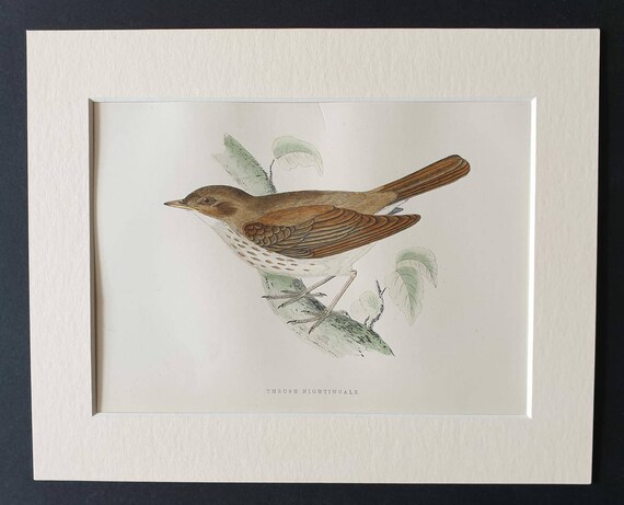 Original 1891 hand coloured bird print in mount - Thrush Nightingale