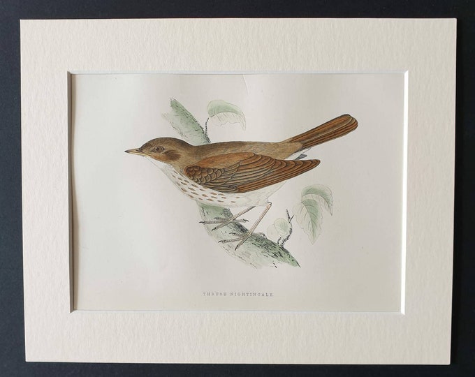 Original 1891 hand coloured bird print in mount - Thrush Nightingale