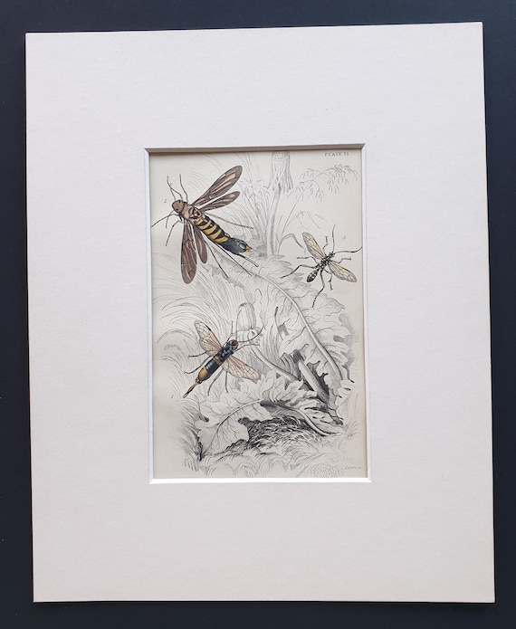 Sirex Gigas, Tremex Columba, Joppa Picta - Original c1860 hand coloured insect print in mount