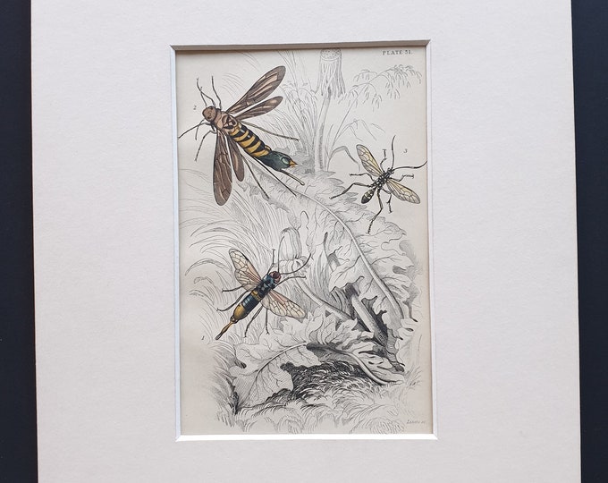 Sirex Gigas, Tremex Columba, Joppa Picta - Original c1860 hand coloured insect print in mount