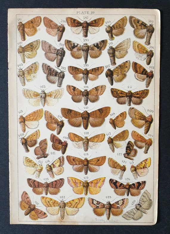 Original 1915 Butterfly and Moth print - Plate 20
