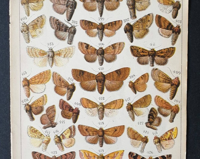 Original 1915 Butterfly and Moth print - Plate 20
