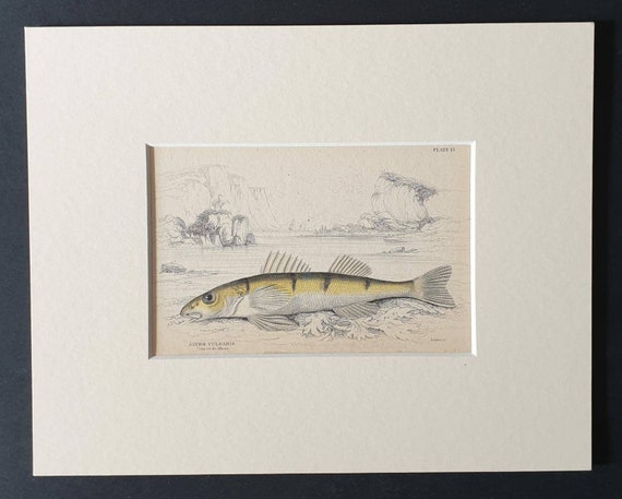Original 1843 hand coloured fish print in mount - The Zingel