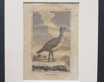 The Bustard - Original 1812 Buffon print in mount (30)