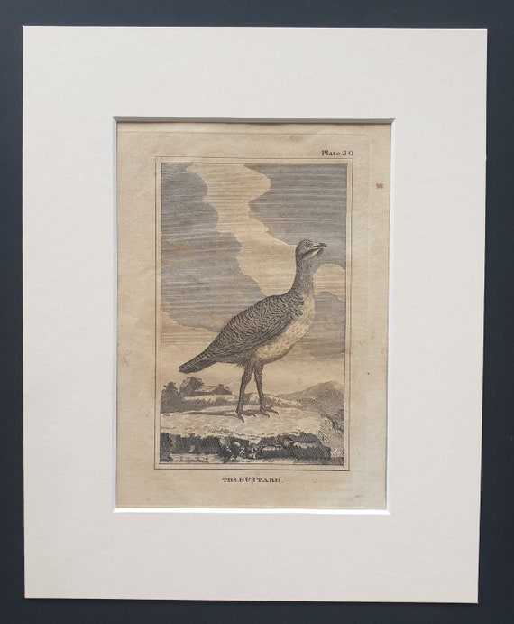 The Bustard - Original 1812 Buffon print in mount (30)