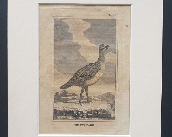 The Bustard - Original 1812 Buffon print in mount (30)