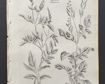 Common and Winter Hedgeweed - Original 1802 Culpeper engraving (85)