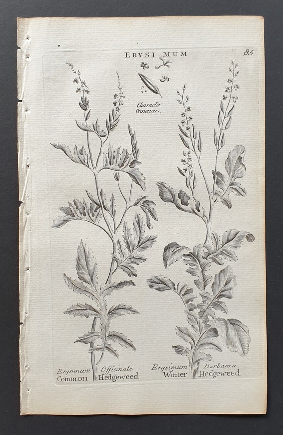 Common and Winter Hedgeweed - Original 1802 Culpeper engraving (85)