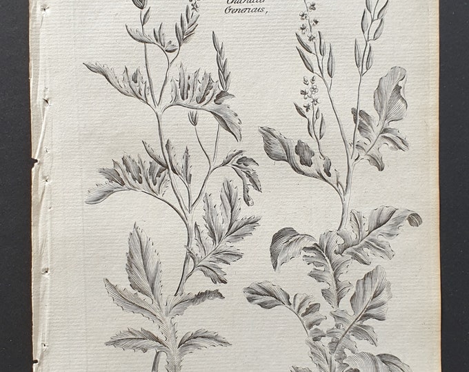 Common and Winter Hedgeweed - Original 1802 Culpeper engraving (85)