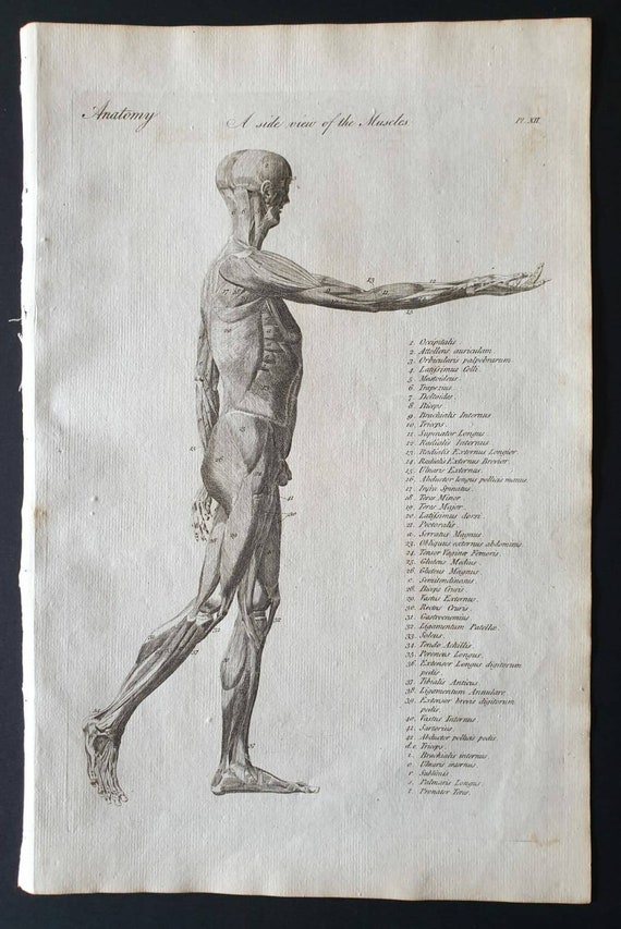 Original 1795 anatomical print - A side view of the Muscles