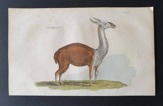Original 1821 hand coloured animal print - Guanaco