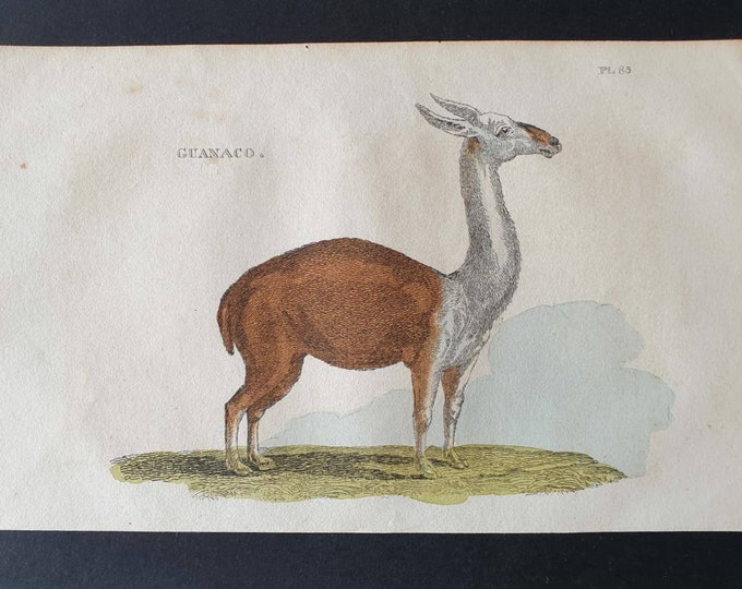 Original 1821 hand coloured animal print - Guanaco