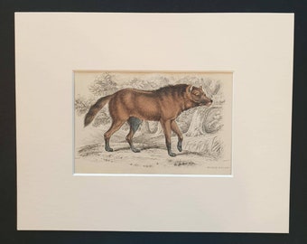 Maned Aguara - Original 1839 hand coloured mammalia print in mount