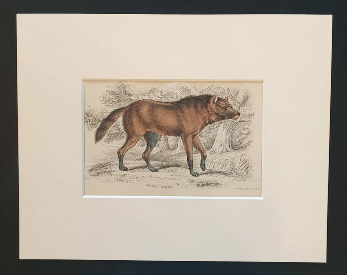 Original 1839 hand coloured mammalia print in mount - Maned Aguara