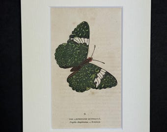 The Amphinome Butterfly - Original 1832 Hand Coloured Antique Print