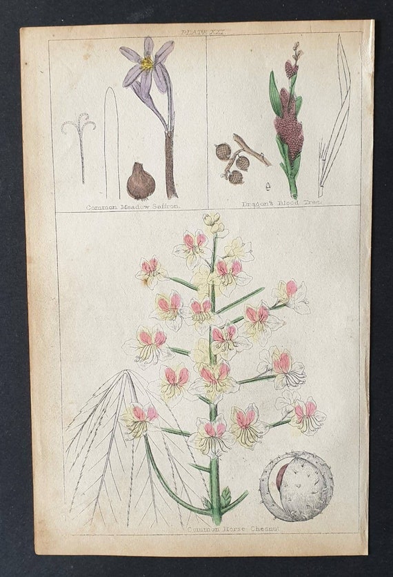 Original 1854 hand coloured botanical print