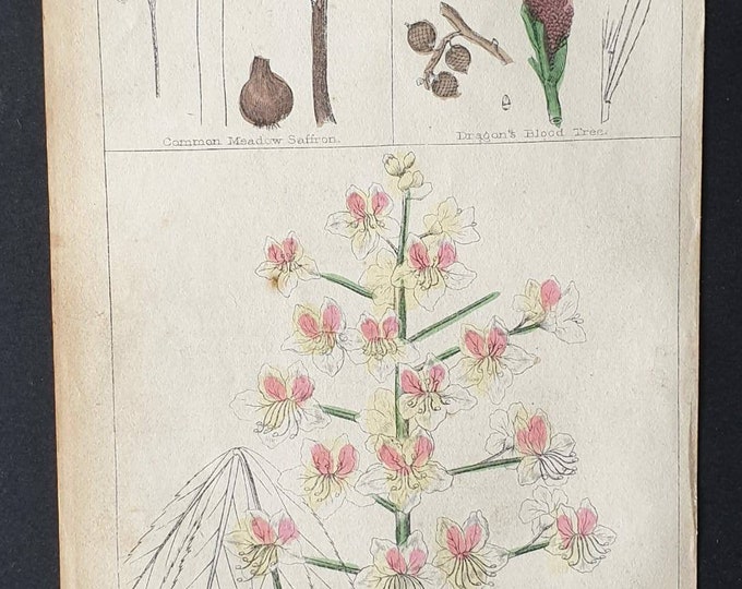 Original 1854 hand coloured botanical print