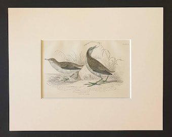 Little Crake - Original c1840 hand coloured bird print in mount