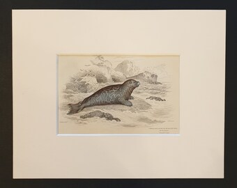 Marbled Seal - Original 1839 hand coloured print in mount