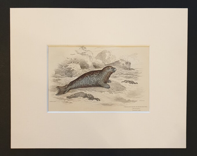 Marbled Seal - Original 1839 hand coloured print in mount