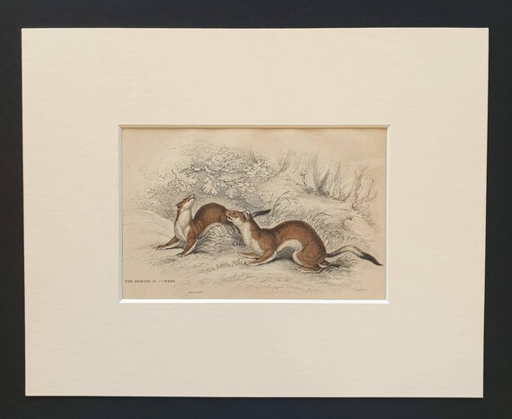 Original 1838 hand coloured mammalia print in mount - The Ermine in Summer