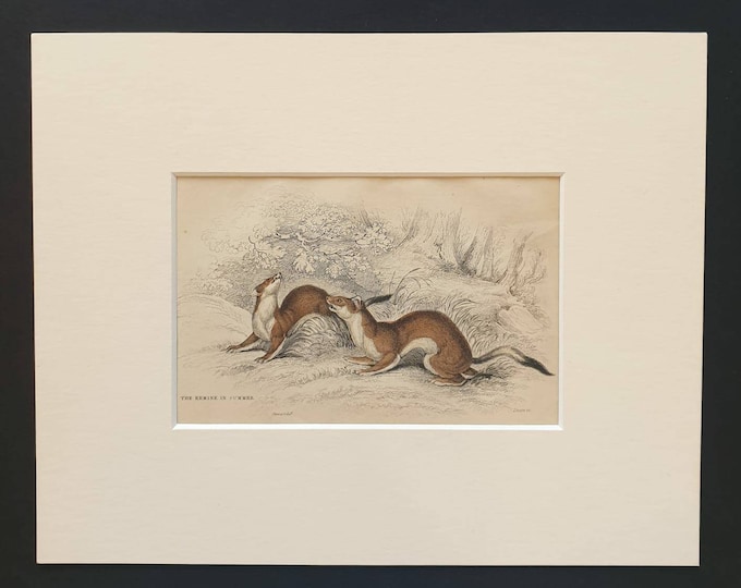 Original 1838 hand coloured mammalia print in mount - The Ermine in Summer