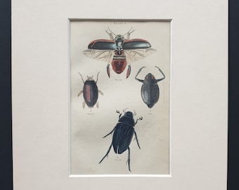Dytiscus Dimidiatus, Gyrinus Nalator, Cyclous Vittatus, Hydrous Piceus - Original c1860 hand coloured beetle print in mount