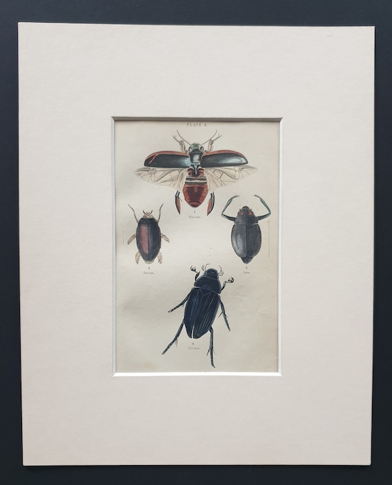 Dytiscus Dimidiatus, Gyrinus Nalator, Cyclous Vittatus, Hydrous Piceus - Original c1860 hand coloured beetle print in mount