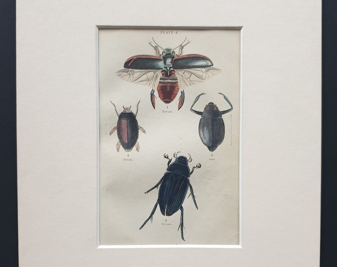 Dytiscus Dimidiatus, Gyrinus Nalator, Cyclous Vittatus, Hydrous Piceus - Original c1860 hand coloured beetle print in mount