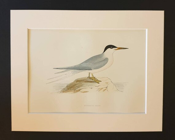Original 1891 hand coloured bird print in mount - Roseate Tern