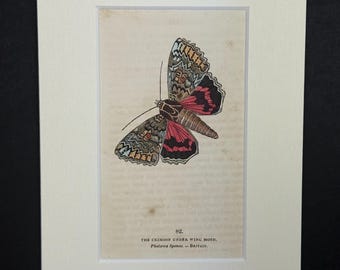 The Crimson Under Wing Moth - Original 1832 Hand Coloured Antique Print