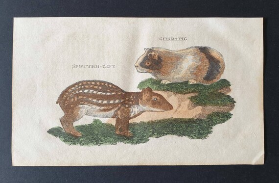 Original 1821 hand coloured animal print - Guinea Pig/ Spotted Cavy