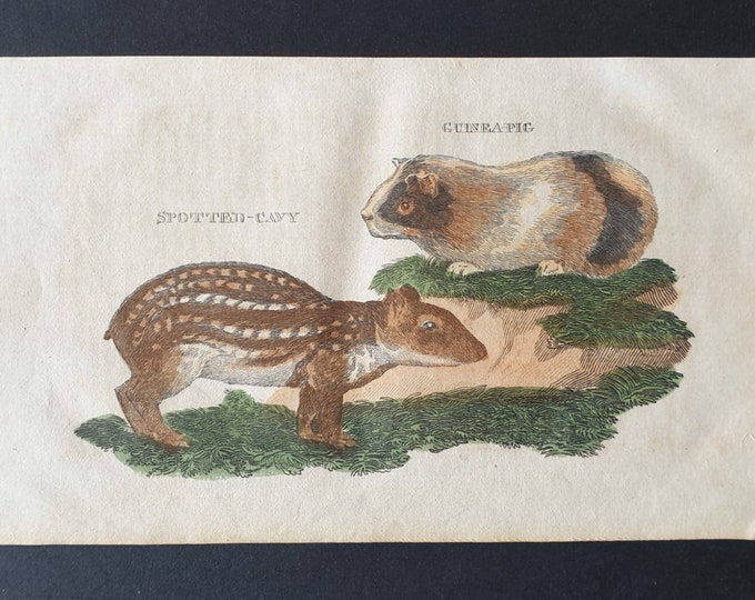 Original 1821 hand coloured animal print - Guinea Pig/ Spotted Cavy