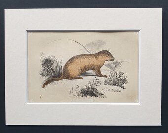 The Marmot - Original 1851 John Tallis woodblock print