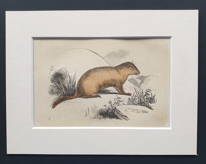 The Marmot - Original 1851 John Tallis woodblock print