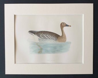 Bean Goose - Original 1891 hand coloured bird print in mount