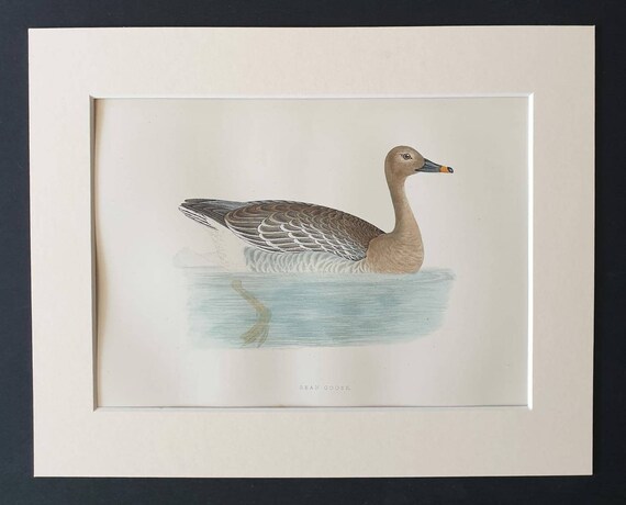 Original 1891 hand coloured bird print in mount - Bean Goose