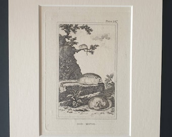 Dor Mouse - Original 1812 Buffon print in mount