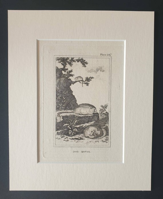 Original 1812 Buffon print in mount - Dor Mouse