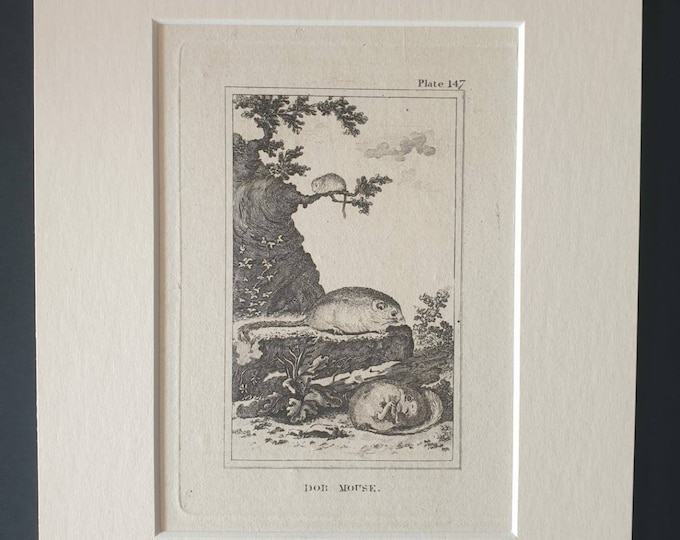 Original 1812 Buffon print in mount - Dor Mouse