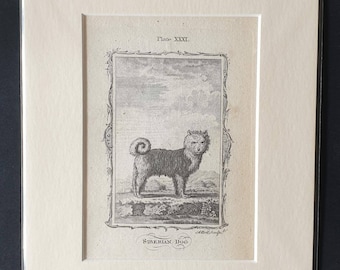 Siberian Dog - Original 1791 Buffon print in mount