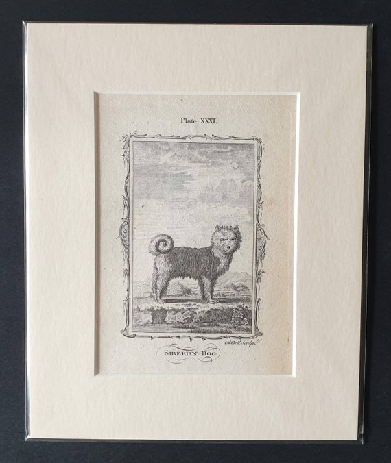Original 1791 Buffon print in mount - Siberian Dog