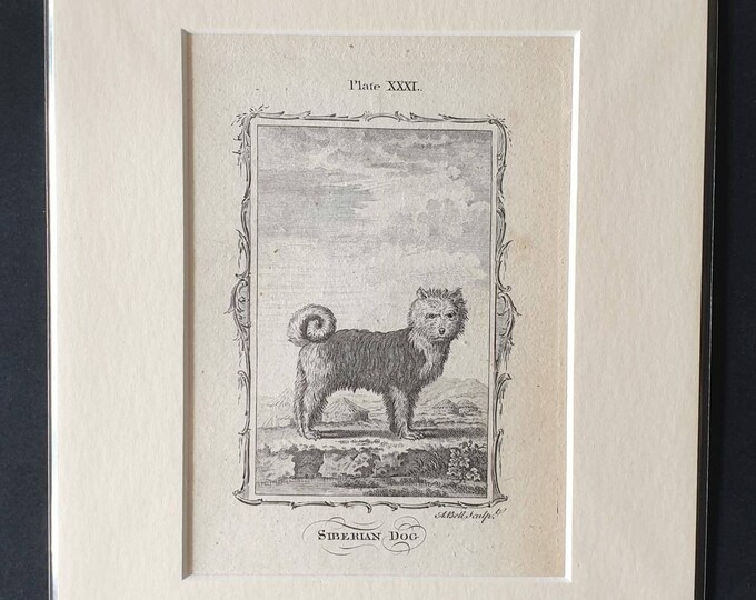Original 1791 Buffon print in mount - Siberian Dog