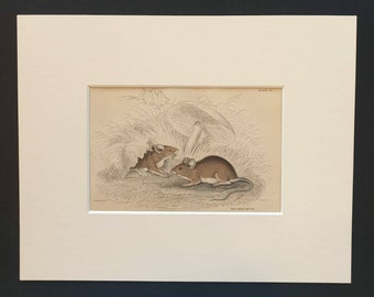The Field Mouse - Original 1838 hand coloured mammalia print in mount