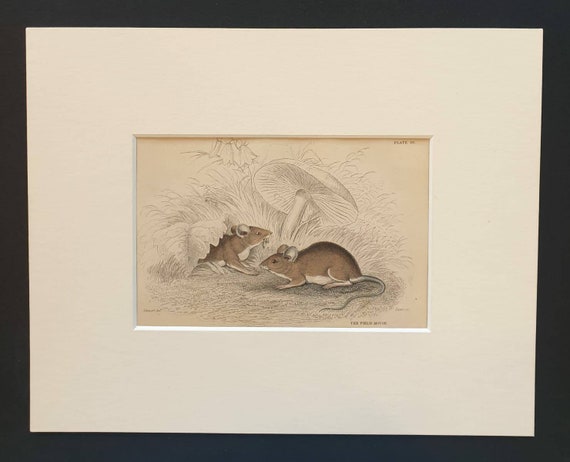 Original 1838 hand coloured mammalia print in mount - The Field Mouse