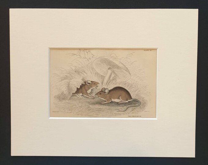 Original 1838 hand coloured mammalia print in mount - The Field Mouse