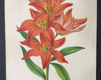 Original 1873 Floral World print - Lilium Concolor