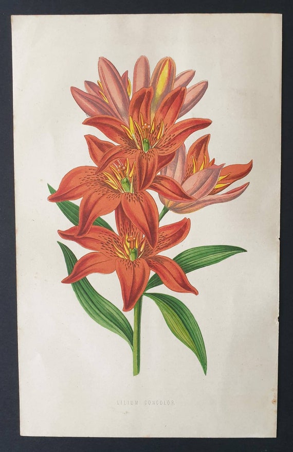 Original 1873 Floral World print - Lilium Concolor